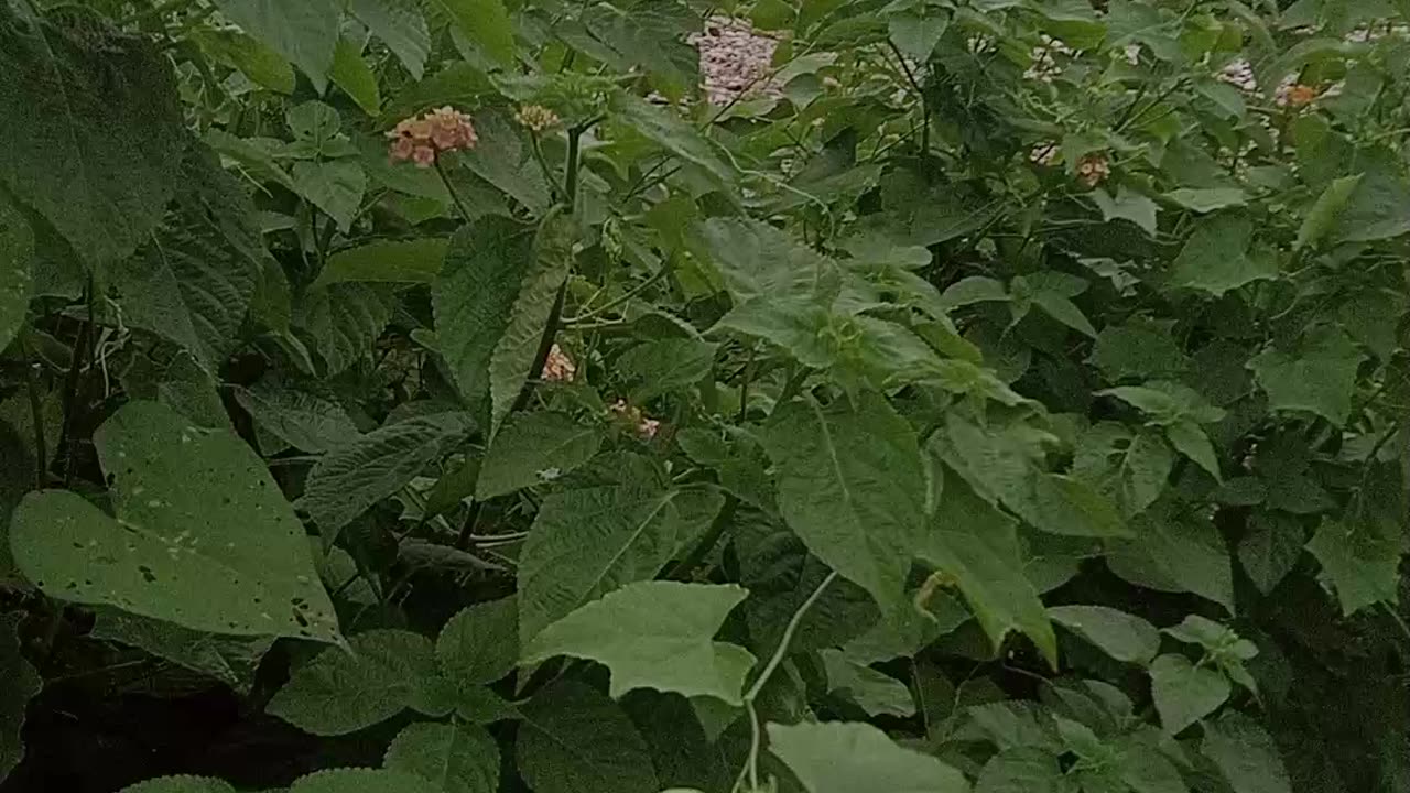 Real natural video download