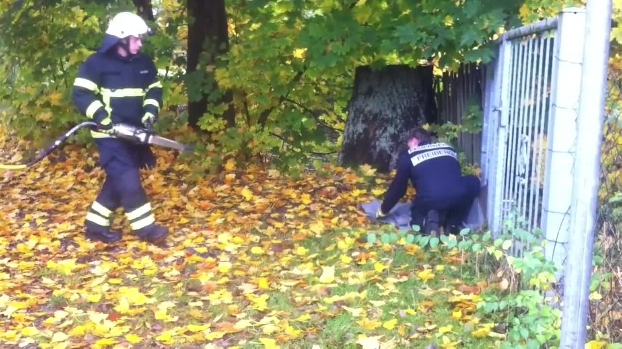 Deer Rescued by German Fire Brigade