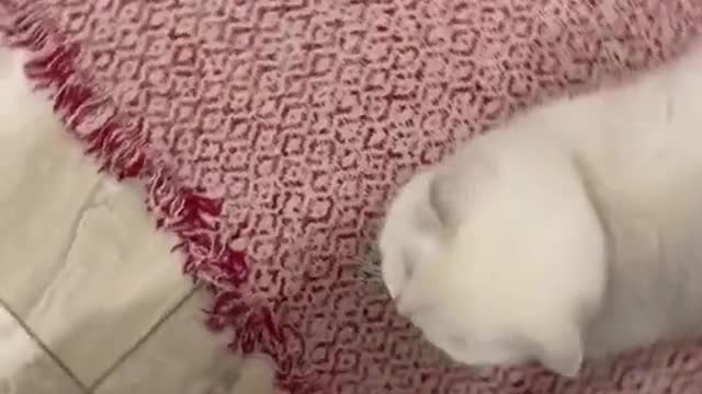 Cat funny video 2022