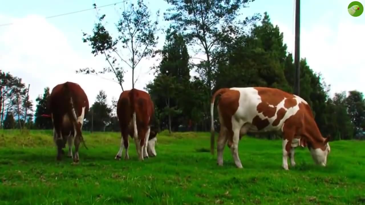 😍Cows and their 🤩😍grazers behave alike😍🤩🤣