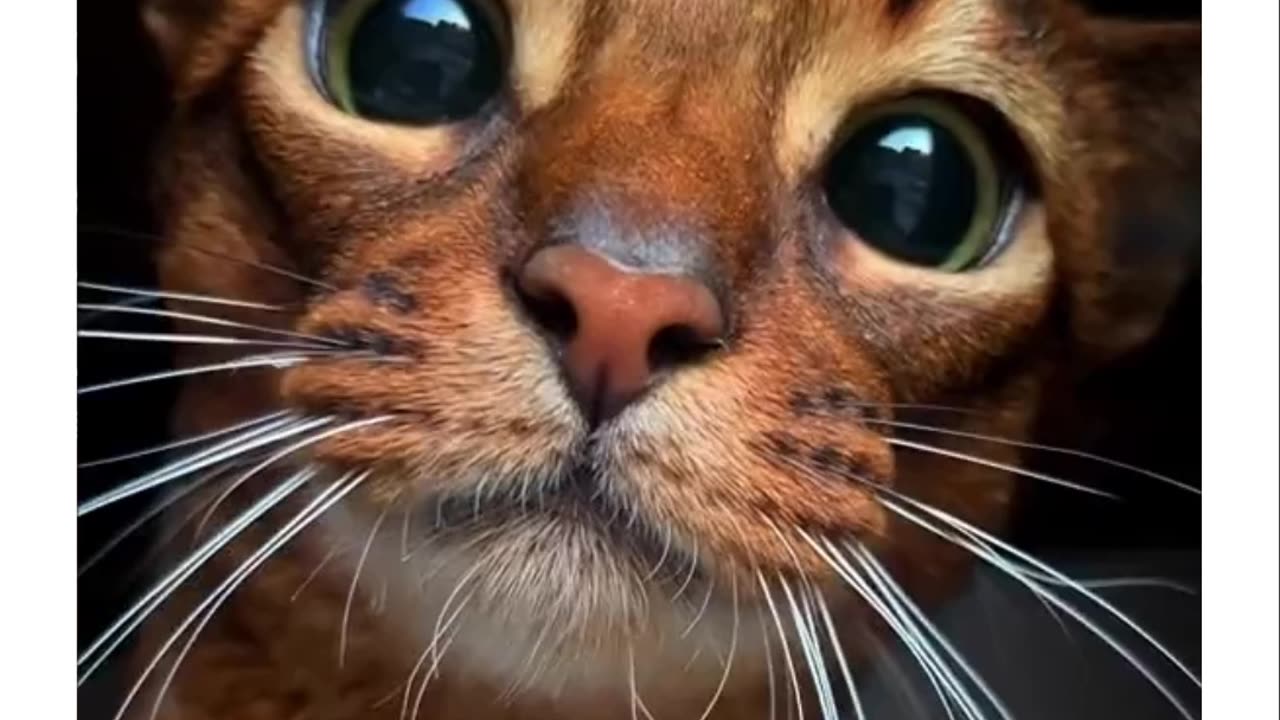 Cat eyes on๐