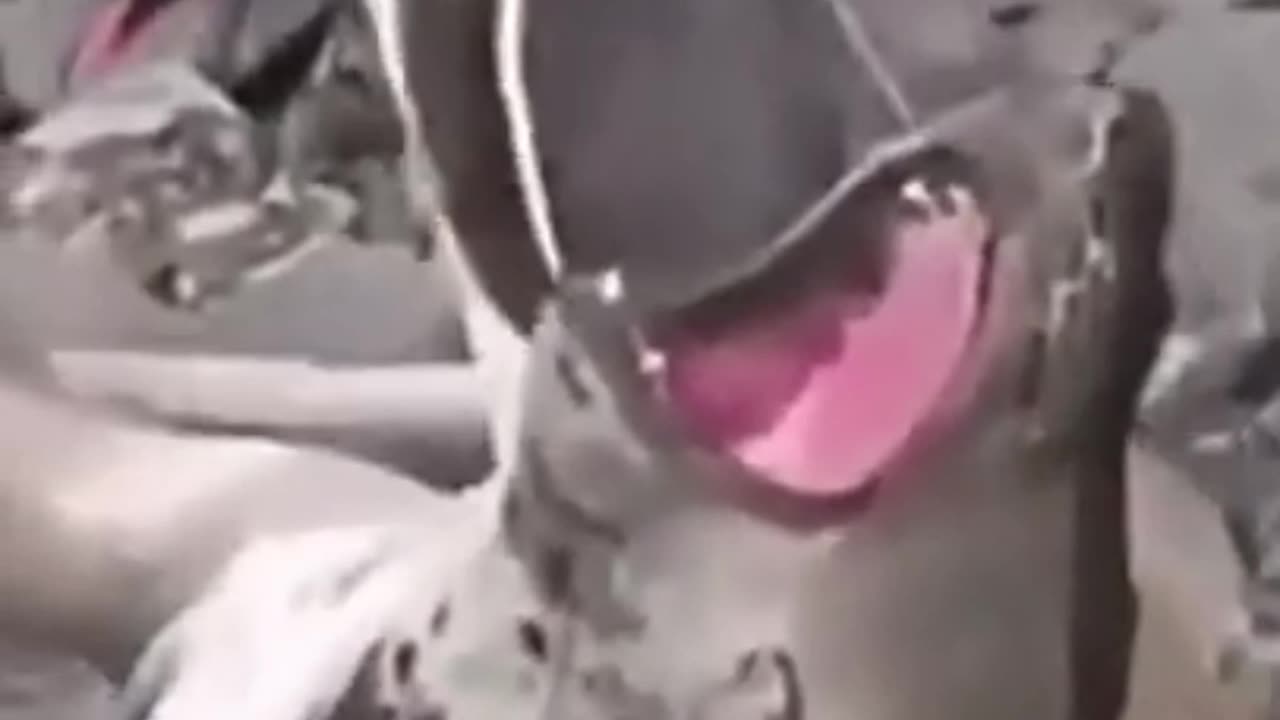 Best Funny Animal Video 🤣😂