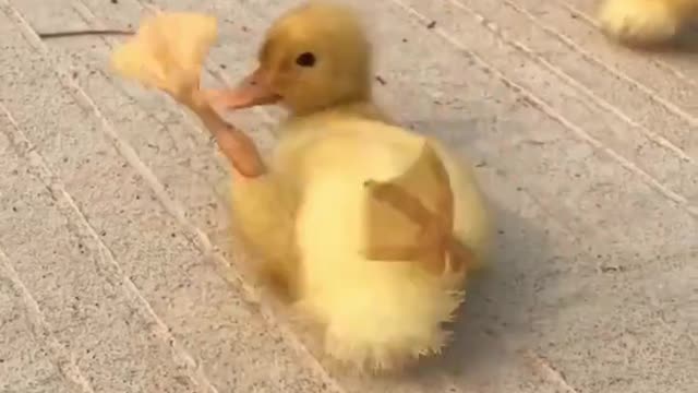 Street Puppy Become A Member Of Duck Family