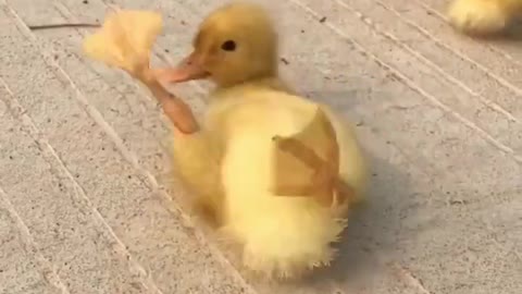 Street Puppy Become A Member Of Duck Family