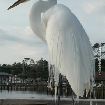 Morning Moment Hanging With Beautiful Cracker