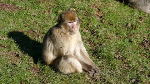 Smart monkey 🐒🐵