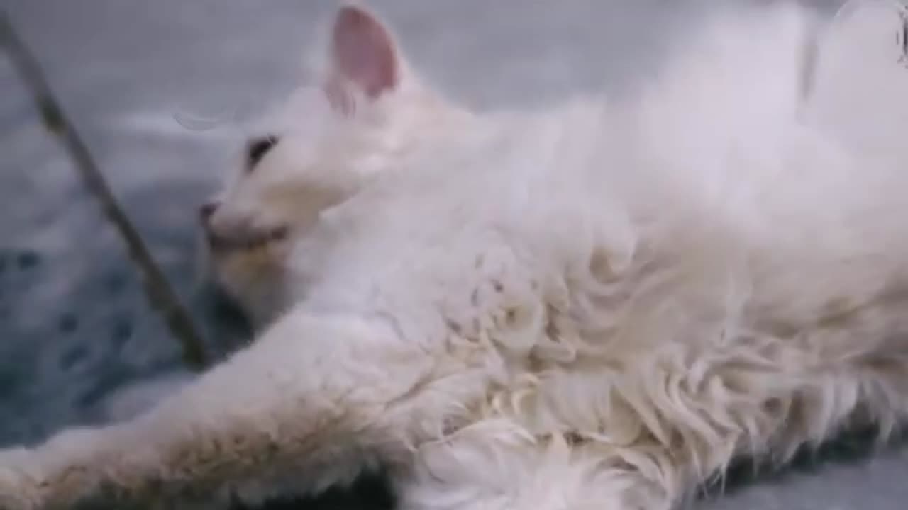 Slerping Cat Good Style