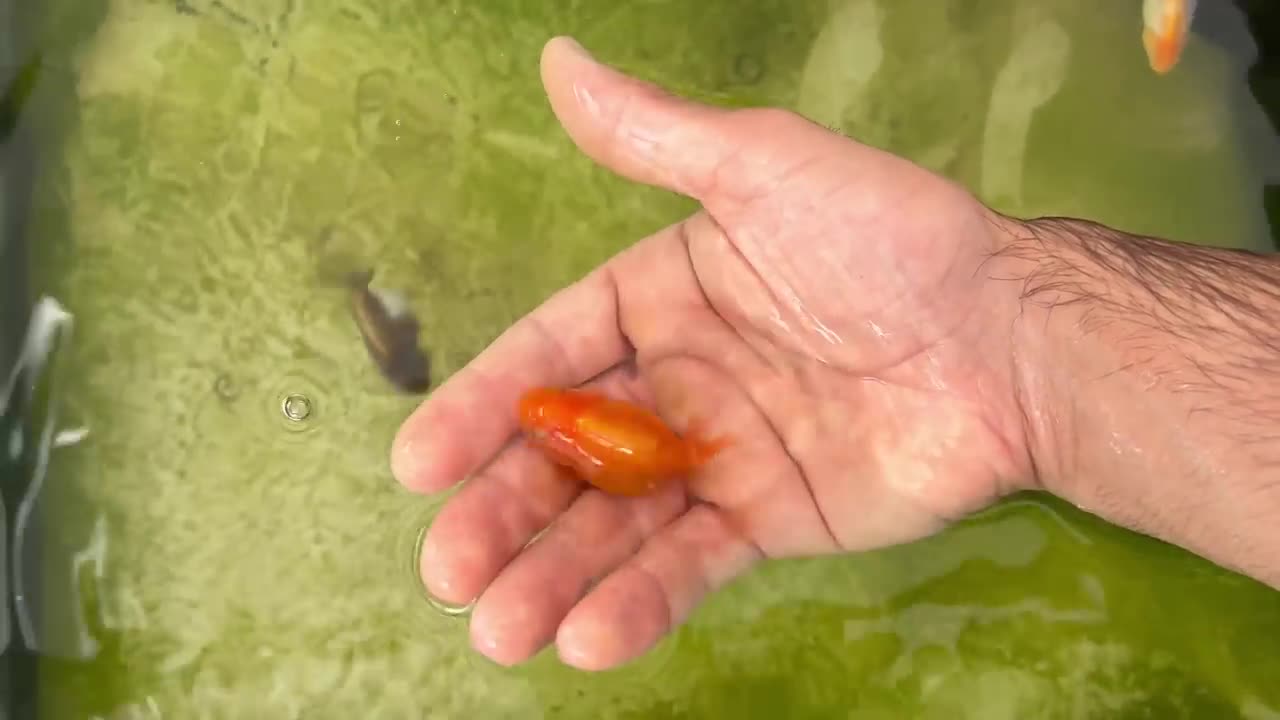 My Backyard Ranchu Goldfish Farm