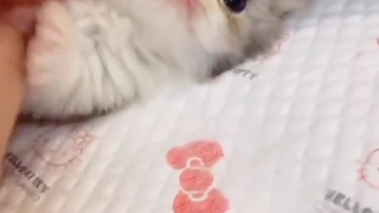 CUTEEEEE CAT ❤️