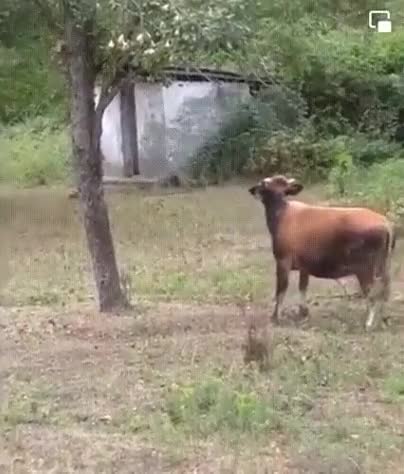 Probably a very tasty pear/Наверное, очень вкусная груша