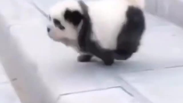 DOG PANDA