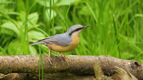 So cute and beautiful birds