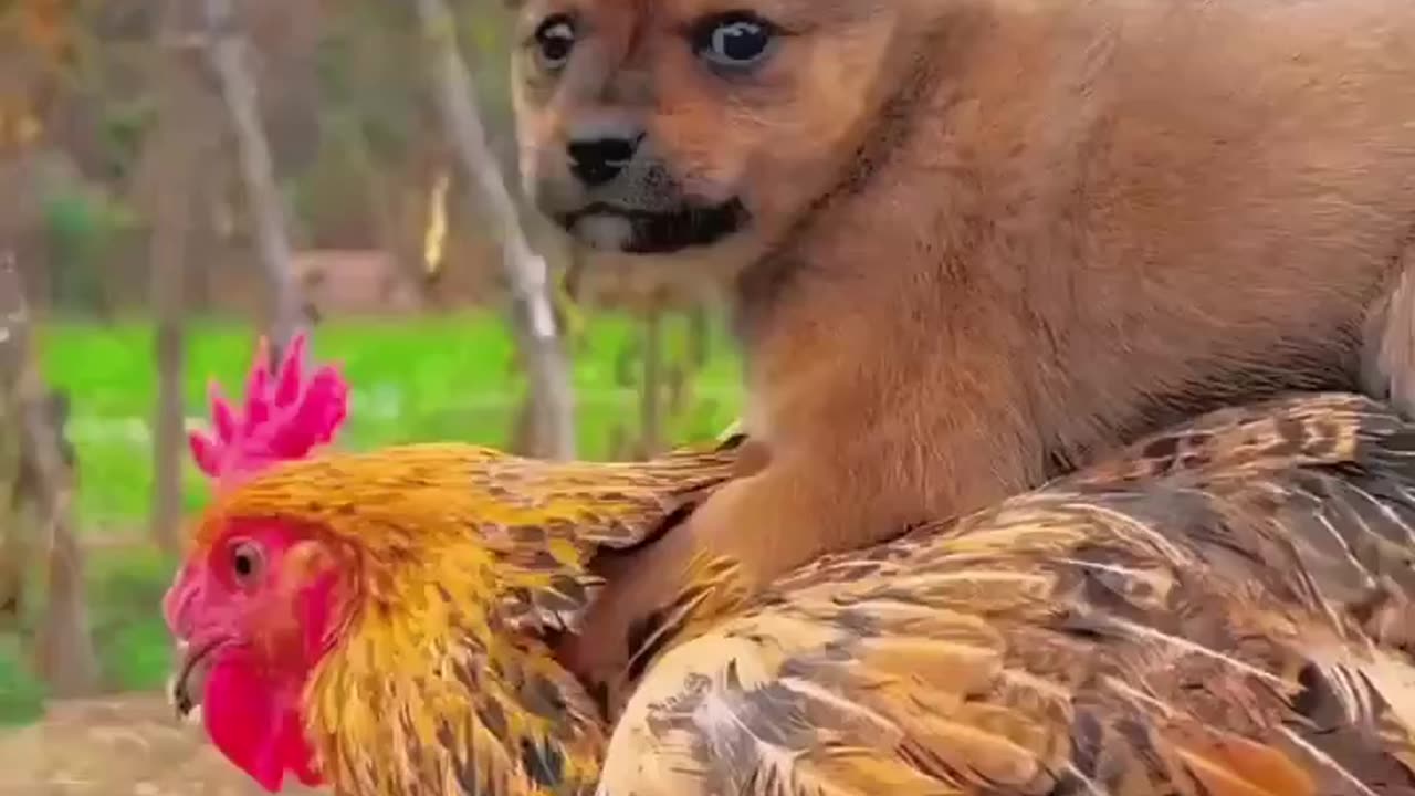 Mum Mum I Am your Doggy, you listen to me!