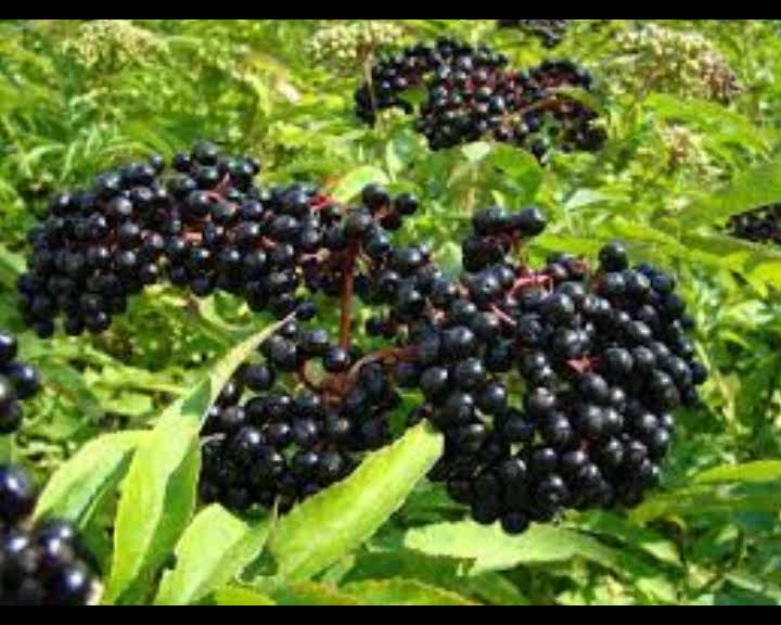 Guide to Magical Herbs: Elder, Sambucus