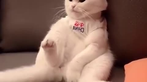 FUNNY ANIMALS VIDEOS