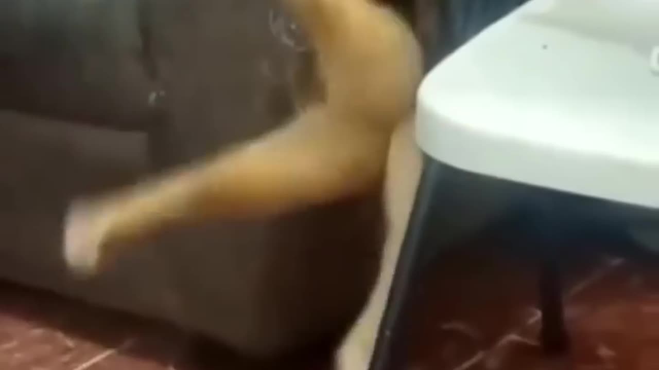 Funny animals collection2