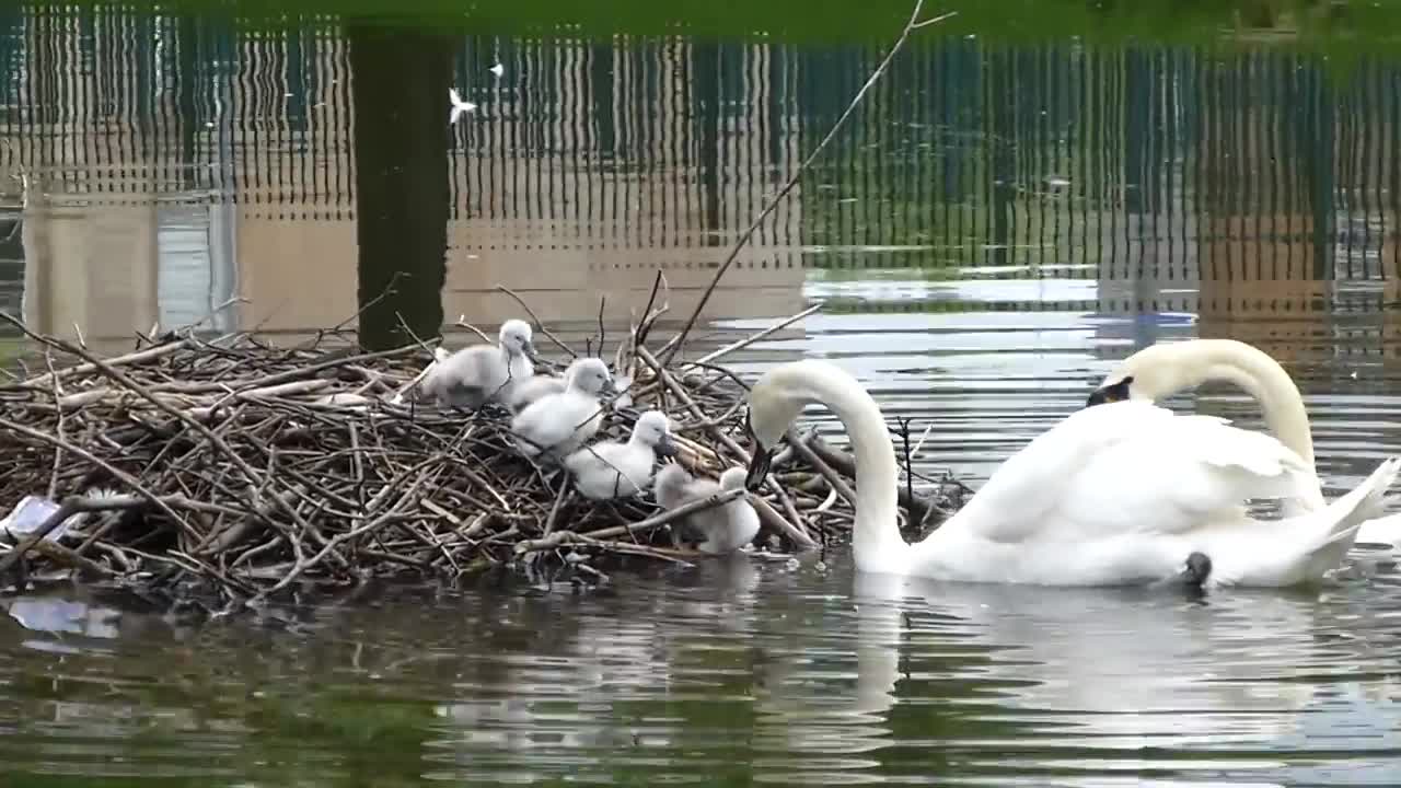 cygnets leaving nest first time