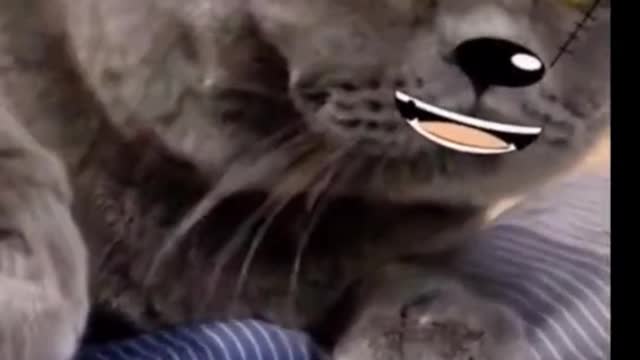 It's such a fun emoji for a cat
