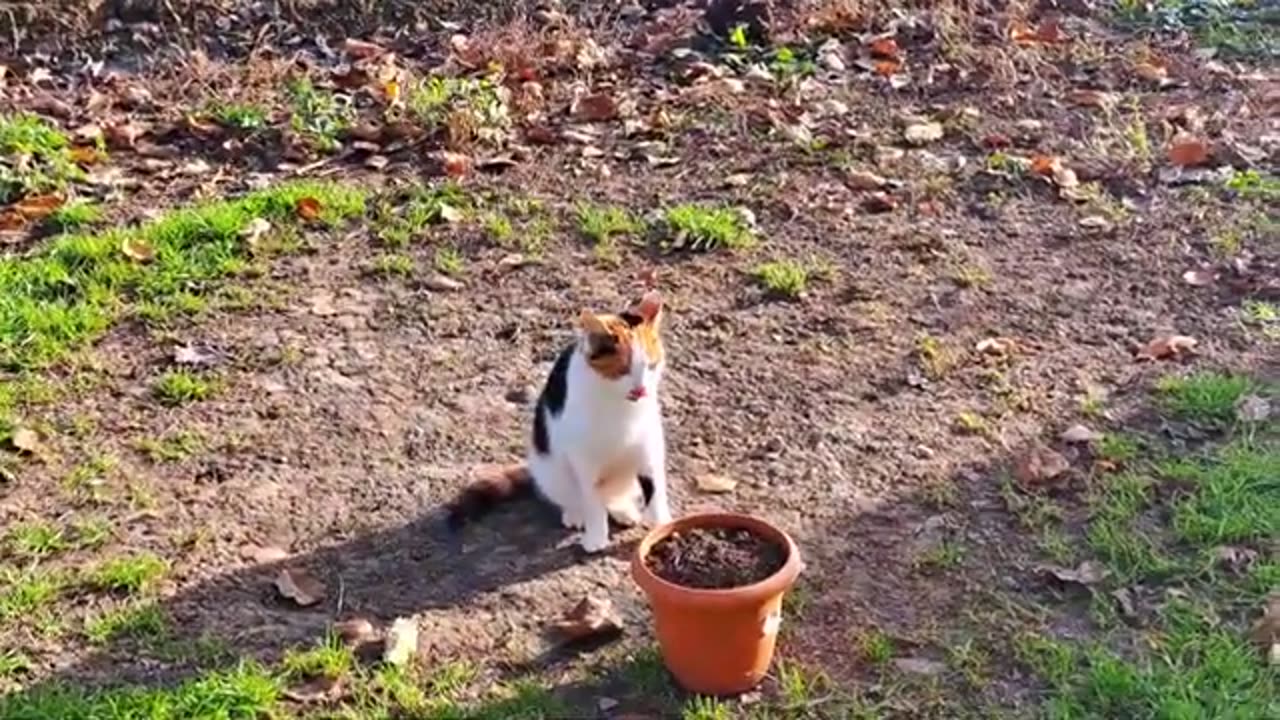 Cat and kitten playing with each other 🤩 Interesting and funny cats.