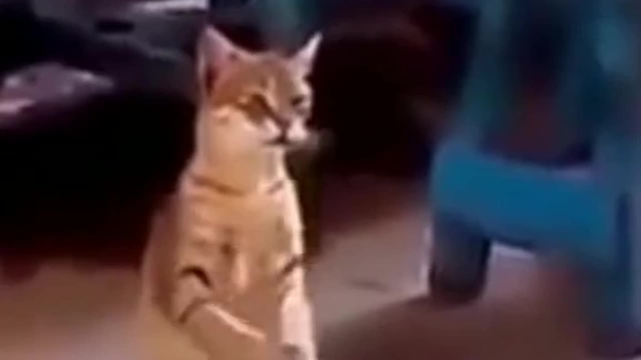 Funny cat