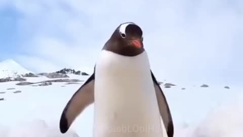 #comedy_penguins