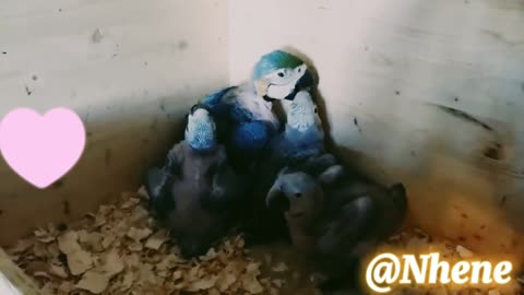 Life of Wild parrot and thier chicks