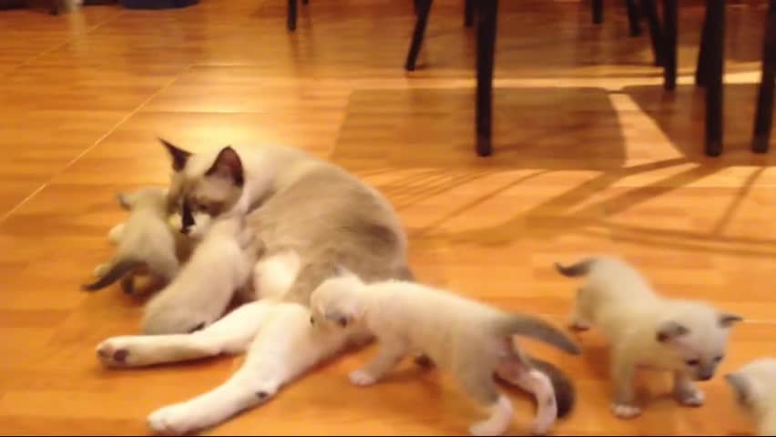 Funny Cats Compilation mothers cat care her kitten 0005