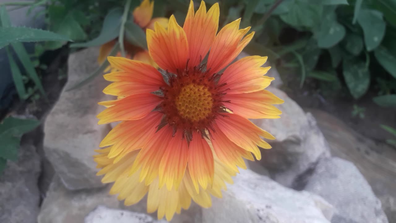 Gaillardia