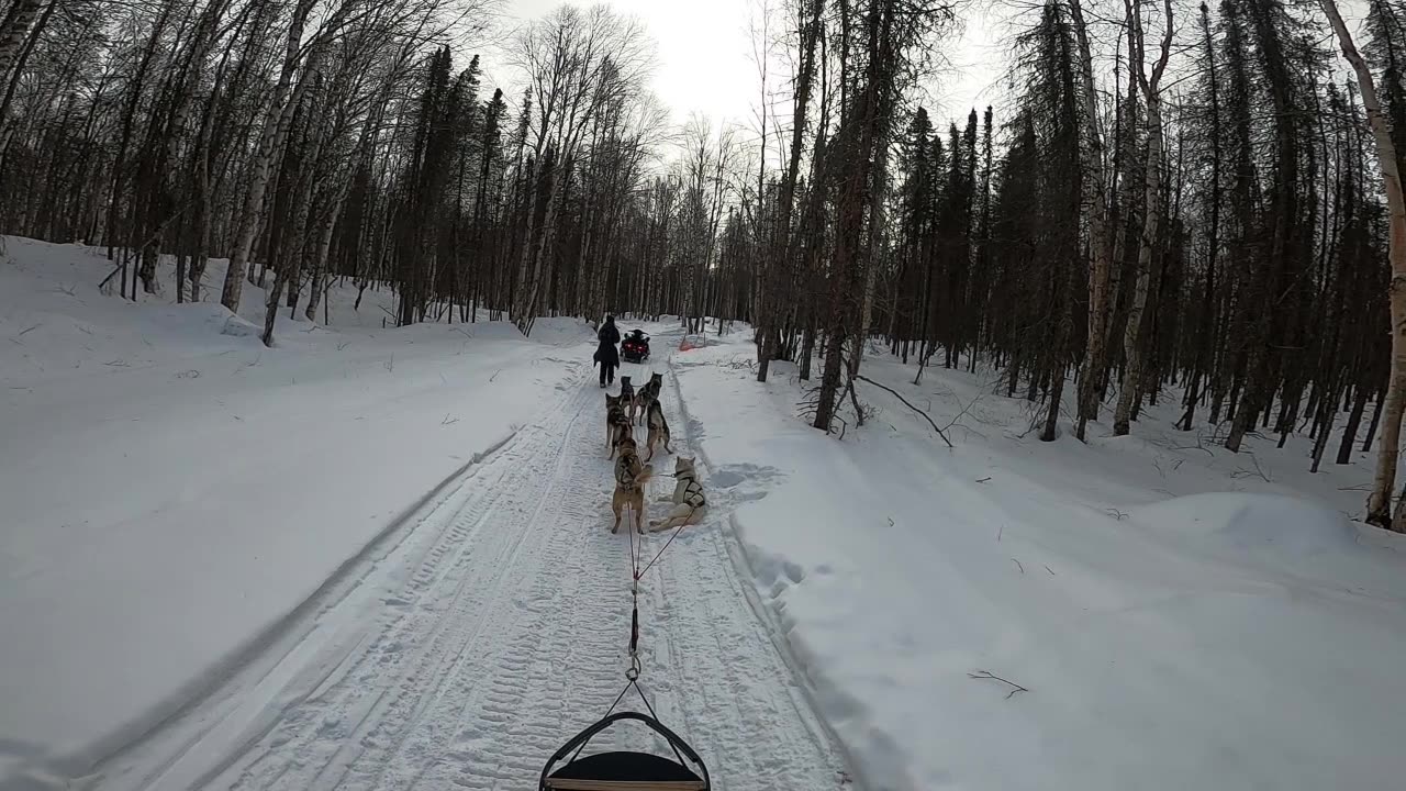 Dog Mushing - Alaska 2024 Part 2