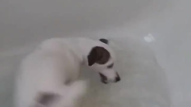 Funny Dog Plays In The Tub