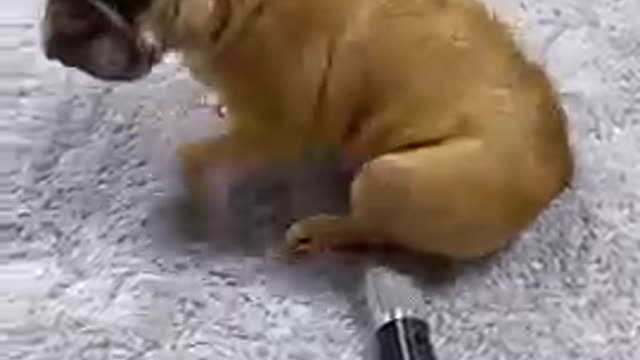 Dog funny fail