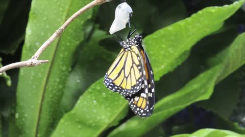 Monarch butterfly emerging time lapse