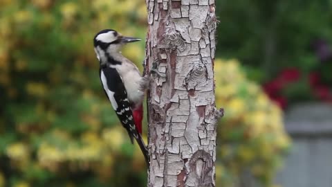 Amazing_birds_life,_Natural_life,_Bird_life