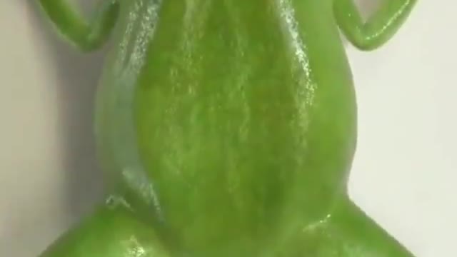 The growth of a frog