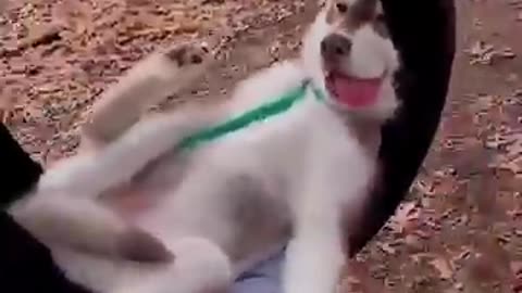 Animal funny video