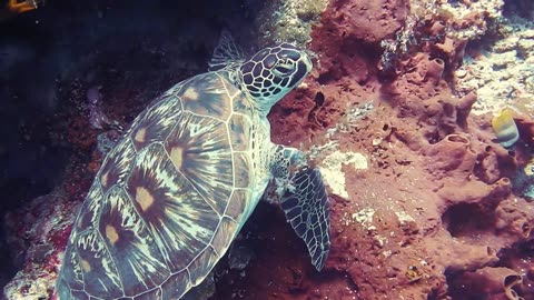 tortoise showming water beautiful😍😍😍💦💦💦💦