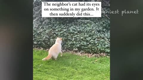 Funny Animals