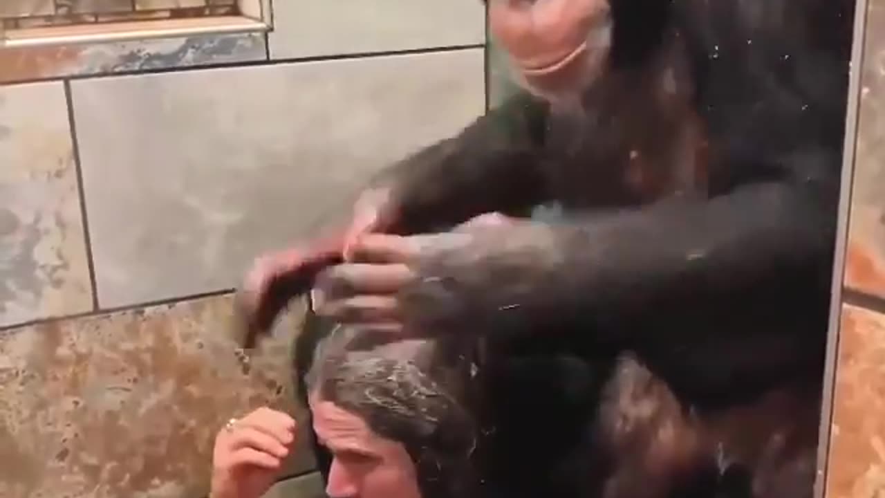 Showering with a couple of monkeys