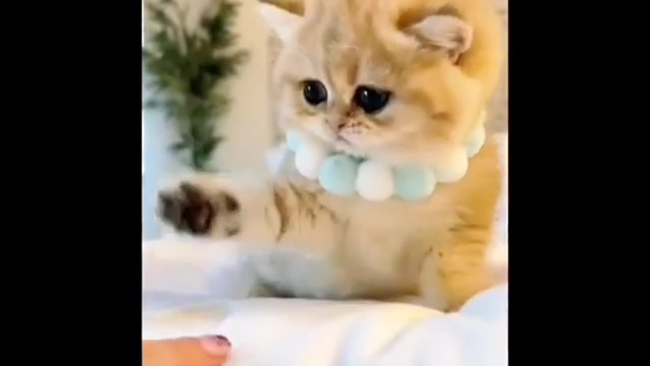 Lovely cats cutely playing 😍❤️