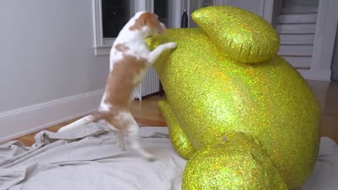 Puppy Surprised with Giant Golden Rubber Duck! Cute Puppy Dog Indie Gets Epic Rubber Ducky Surprise