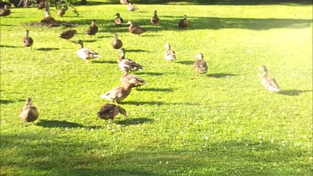 Duck pack enjoys being sprayed by hose