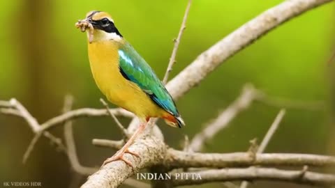 Small BIRDS with Names and Sounds
