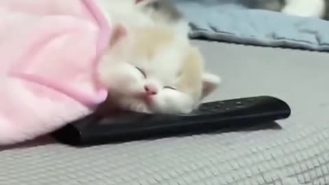 Cute Cats only
