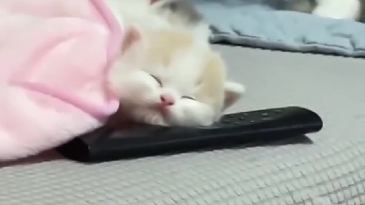 Cute Cats only