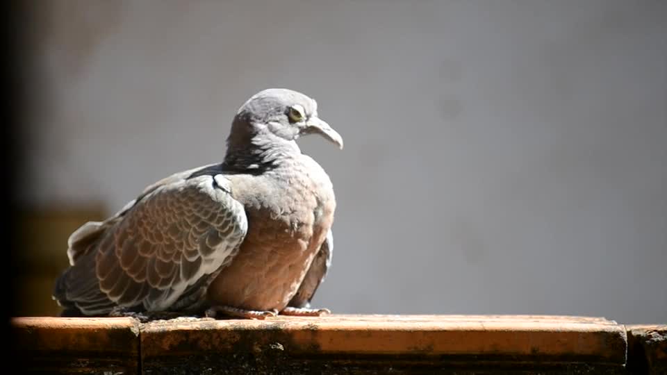 dove child