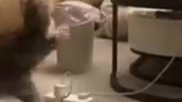 Baby Cats - Cute and Funny Cat Videos Compilation