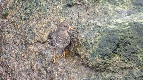 Calidris maritima / Purple Sandpiper / Морской песочник