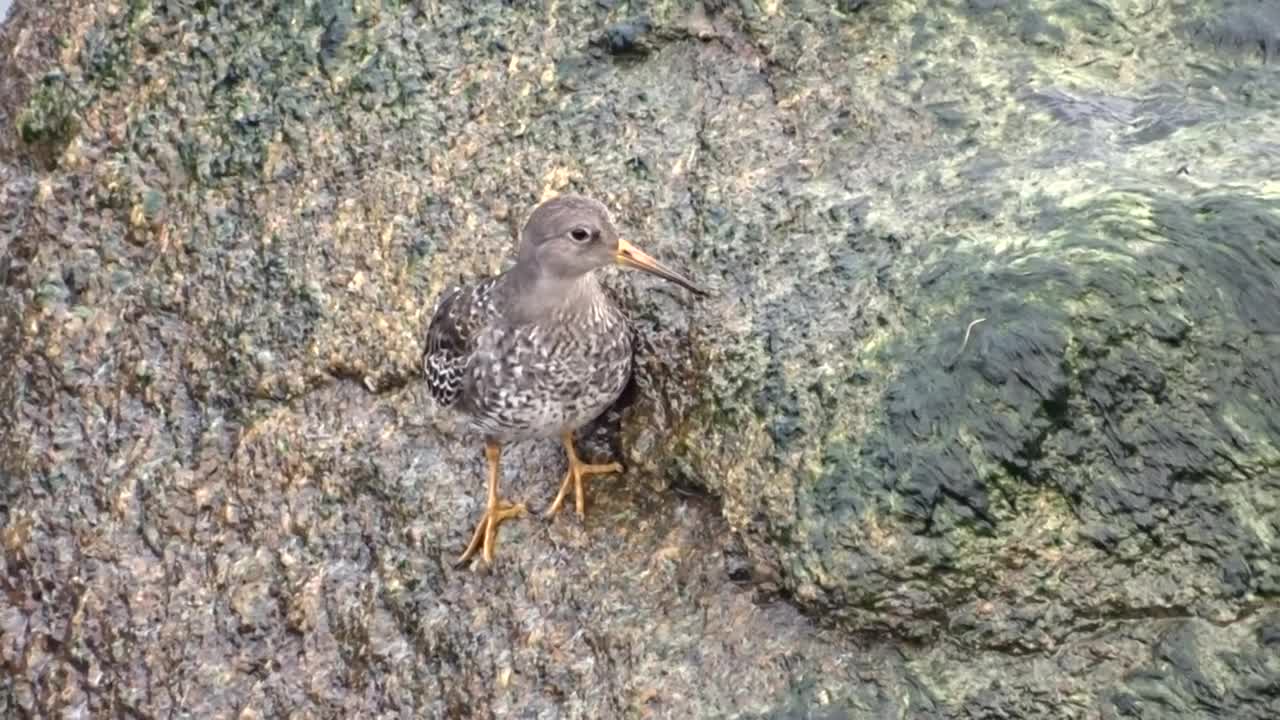 Calidris maritima / Purple Sandpiper / Морской песочник