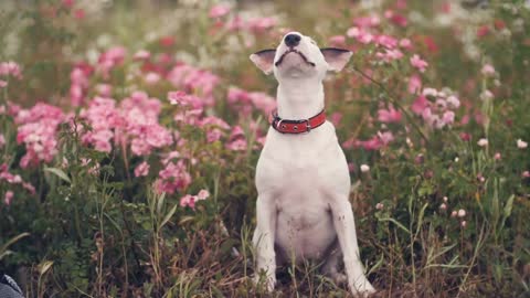 Puppy of bull terrier in flowers