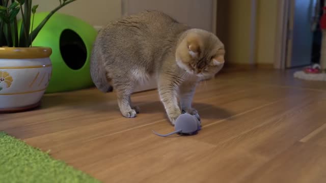 Why is no one helping me catch this mouse